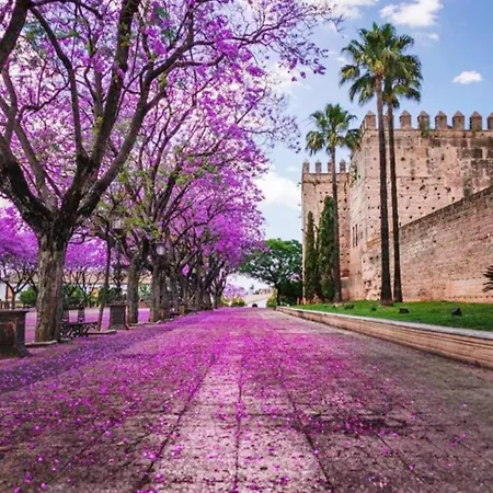 Sherryflat Prieta 7 *